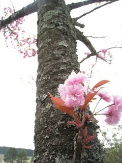 2011.4.12 003.jpg
