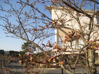 2011.4.12 sakura2.jpg