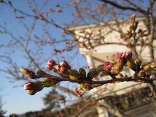 2011.4.12sakura1 .jpg