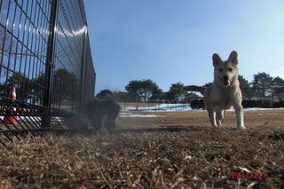 わんちゃん写真 076.jpg
